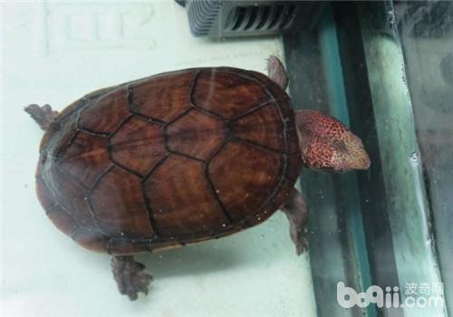 龟腐皮病的症状表现