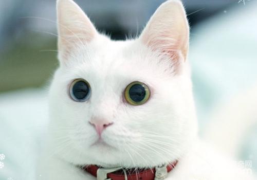 猫咪是如何感染钩虫病的