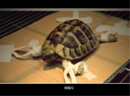 宠物龟能做X光吗？