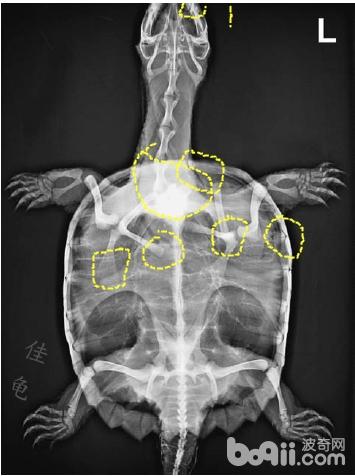 宠物龟能做X光吗？