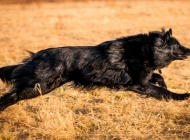 如何治療犬口腔乳狀瘤病毒感染