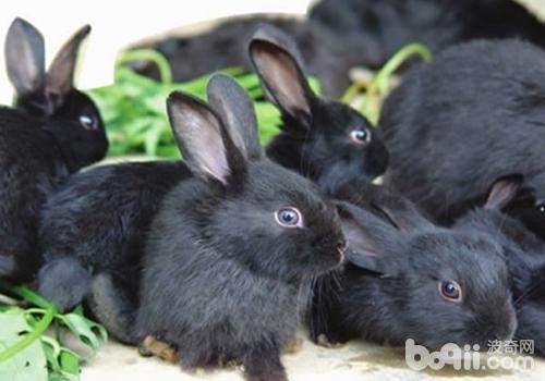 钙和磷对宠物兔的作用