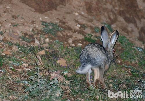 缺乏钙和磷会对宠物兔造成什么影响