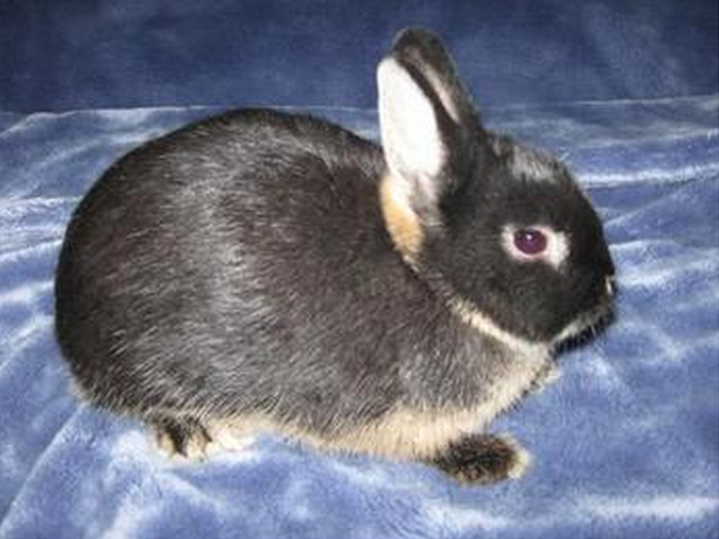 影响宠物兔钙磷吸收的因素有哪些