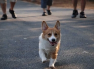 如何防治母犬子宮扭轉