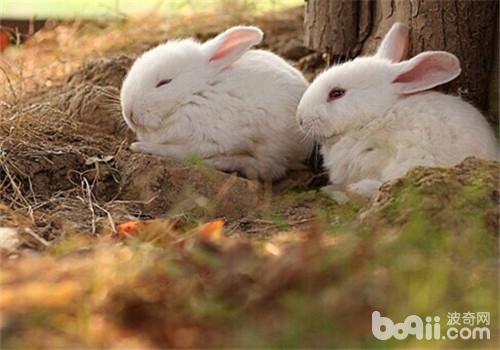 兔子患鼻炎有哪些症状