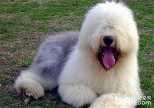 英国古代牧羊犬