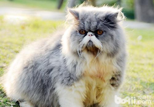 猫咪咽炎的症状表现