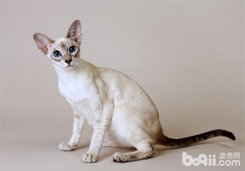 猫咪咽炎的诊断要点