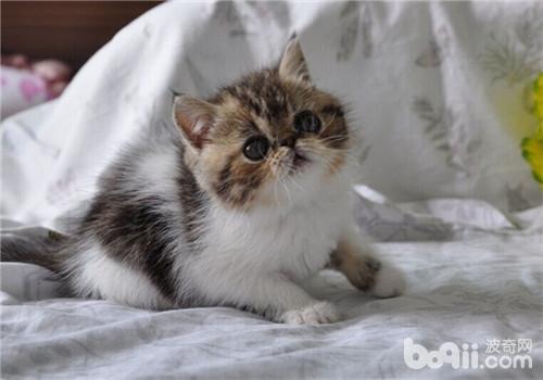 猫患膀胱结石的注意事项