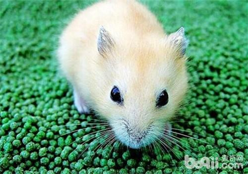 仓鼠患湿尾症有哪些症状|小宠常见病症-波奇网