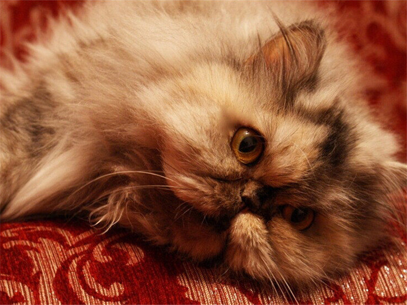 尿結石對貓咪有哪些危害