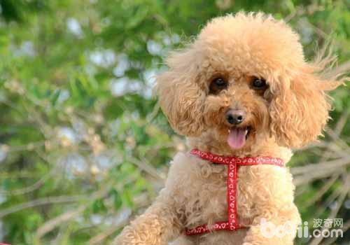 如何给狗狗换狗粮 如何给狗狗换狗粮