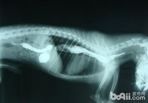 德国牧羊犬的常见遗传病有哪些 德国牧羊犬的常见遗传病有哪些