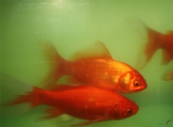 三種檢測觀賞魚水質的方法