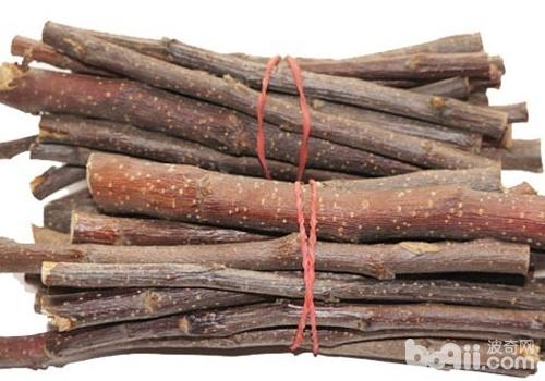 兔子有哪些生活习性|小宠品种-波奇网百科大全