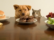 犬食物中毒怎么办