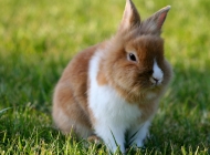 什么样的兔子不宜繁殖后代