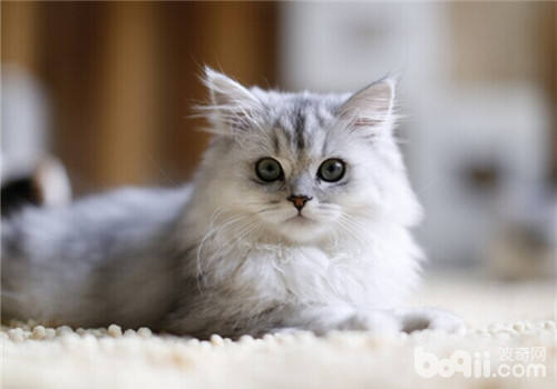 暹罗猫慢性牙龈炎的症状及治疗 暹罗猫慢性牙龈炎的症状及治疗