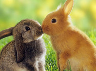 兔子吃食呛到气管怎么办