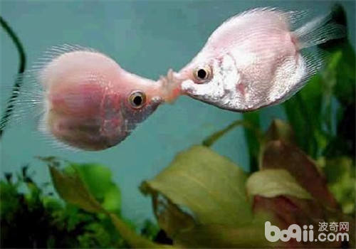 接吻鱼的繁殖注意事项