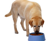 为什么不太建议给狗狗喂食自制狗粮