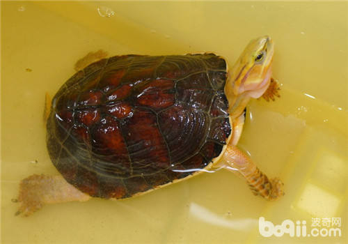 常见的需要冬眠的热带龟