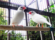 观赏鸟饲料的两种分类介绍