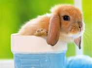 兔兔呛到气管的急救方法