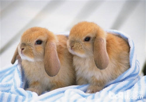 兔兔呛到气管的急救方法