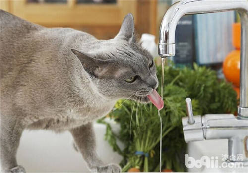 关于猫咪的那些饮水癖好