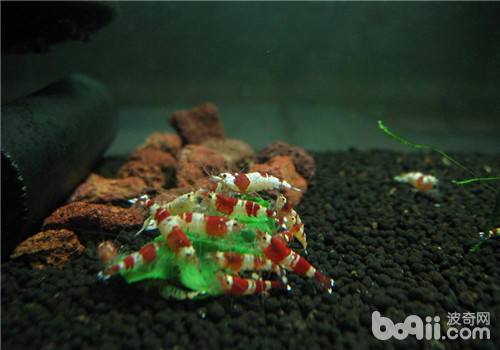 水晶虾脱白的原因及处理方法