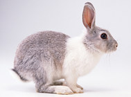 兔子因病拒食可为其灌胃