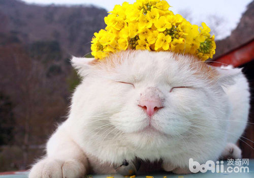 关注领养流浪猫的心理健康 关注领养流浪猫的心理健康