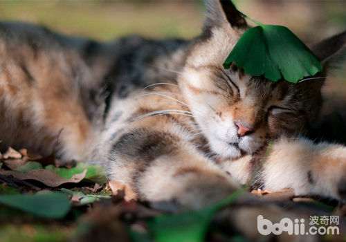 关注领养流浪猫的心理健康 关注领养流浪猫的心理健康