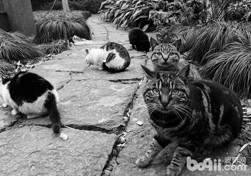 关注领养流浪猫的心理健康 关注领养流浪猫的心理健康