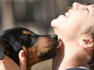 狗狗喜欢舔人脸蛋的原因分析