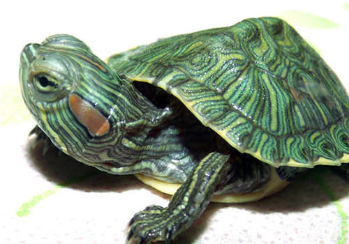 巴西龟的四种冬眠方式