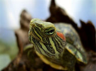 巴西龜的四種冬眠方式