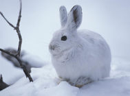 冬季如何養出健康兔兔