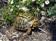 龟越冬死亡症的病因及防治