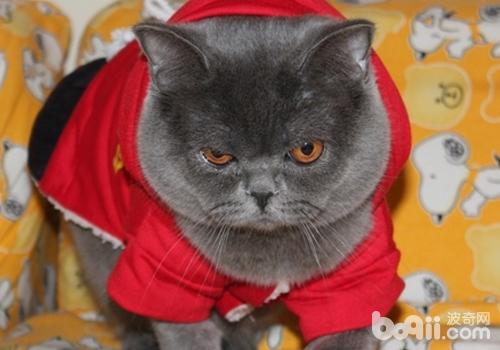 猫丝虫病是怎么引起的-轻博客