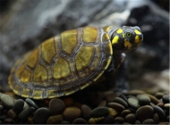 飼養黃頭側頸龜的水質要求