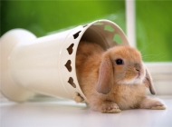 如何讓兔兔安全的單獨在家
