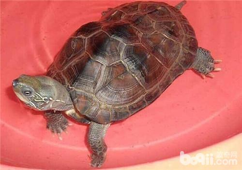 中华草龟能长多大?寿命有多长?|爬虫品种-波奇