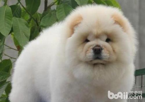 松狮犬总是流泪的原因有哪些