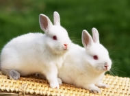 兔子不吃食没精神的原因是什么