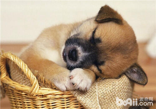 狗狗睡眠不好的原因之解决办法 成犬饲养 波奇网百科大全