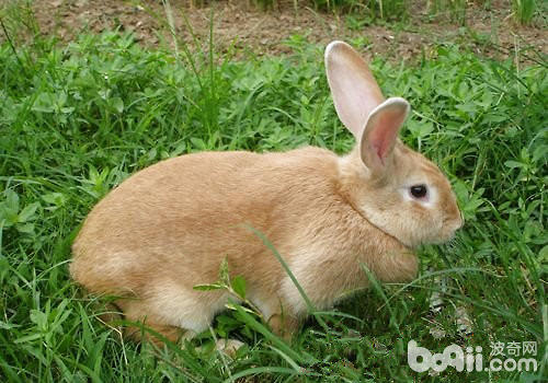 干草对于兔兔的重要性