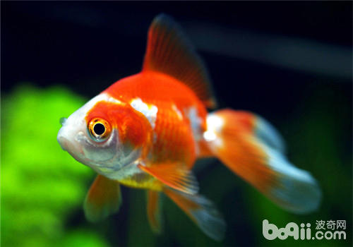 观赏鱼鱼鳍充血简介 观赏鱼鱼鳍充血简介